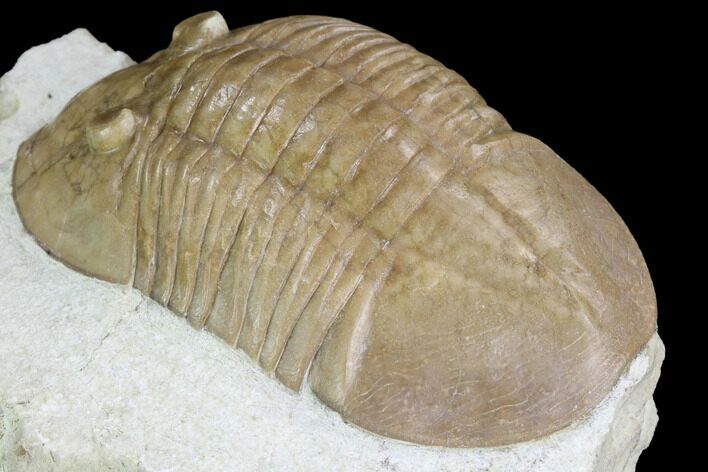Valdaites Trilobite From Russia - Rare Species #99249